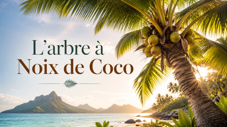 L’arbre à Noix de Coco