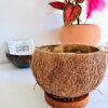 Bougie artisanale dans une véritable noix de coco brute sur socle en bois de cocotier